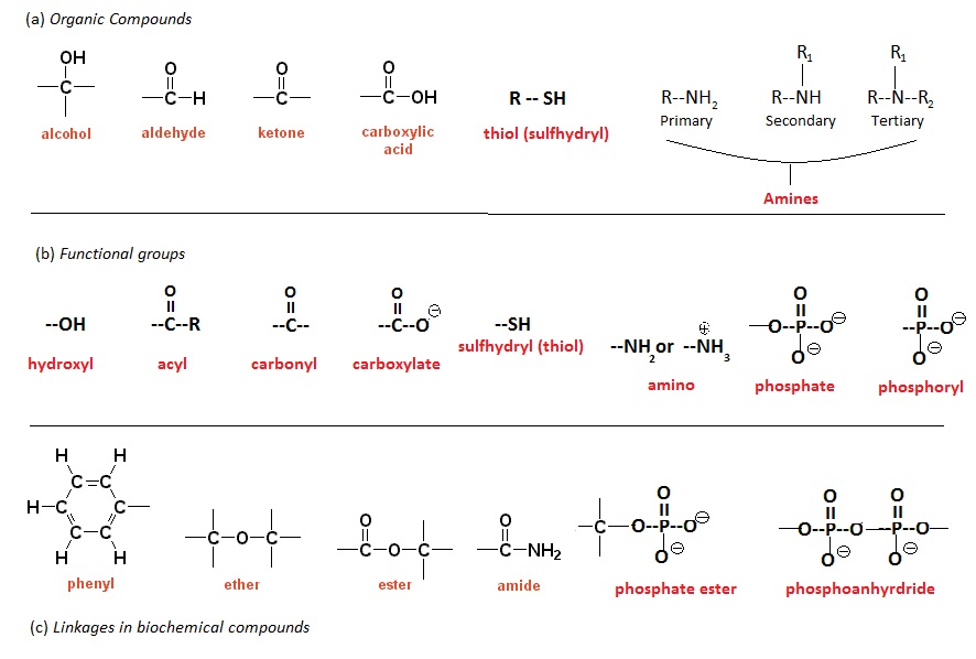 What Are The Three Groups Of Organic Compounds